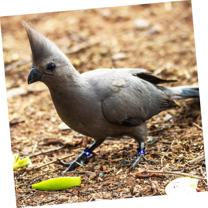 50 Pcs Bandas de distinción de Aves de Corral - Quierox - Tienda Online