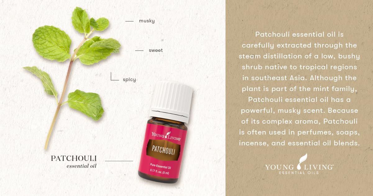 Young Living Aceite esencial de Pachulí - Quierox - Tienda Online