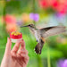 4 piezas Comedero de colibrí de flores - Quierox - Tienda Online