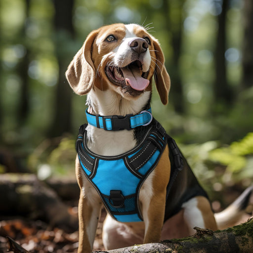 Joytale - Collar reflectante para perro, de neopreno suave y acolchado - Quierox - Tienda Online